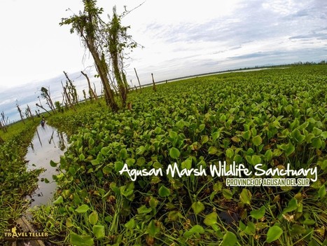 AGUSAN MARSH WILDLIFE SANCTUARY: A Blissful Journey | The Travel Teller | Philippine Travel | Scoop.it