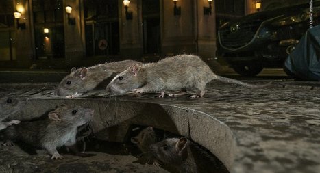 Spectacular Street-Level Photo Of NYC Rats Wins Urban Wildlife Photography Award | Photography 2 | Scoop.it